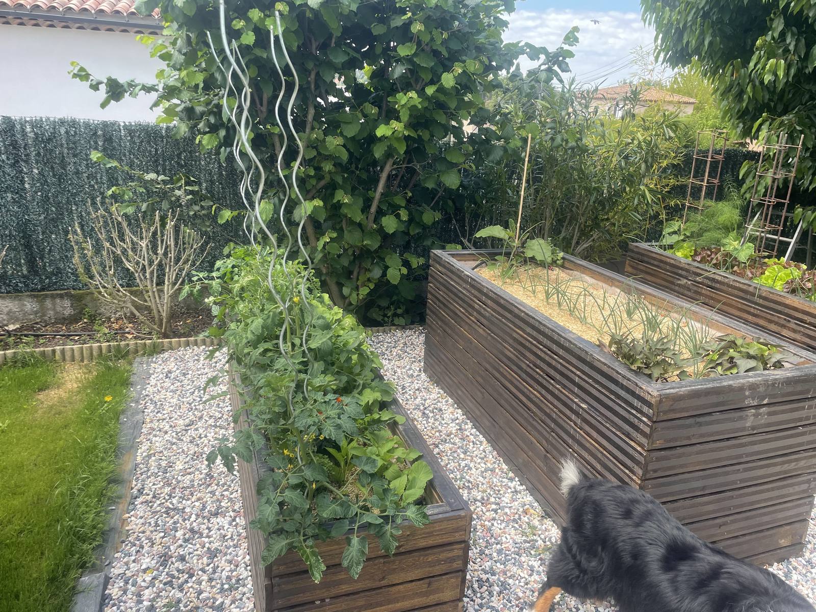 Bacs potagers surélevés en bois sur gravier, réalisation de Florian Aramand Paysagiste à Pertuis